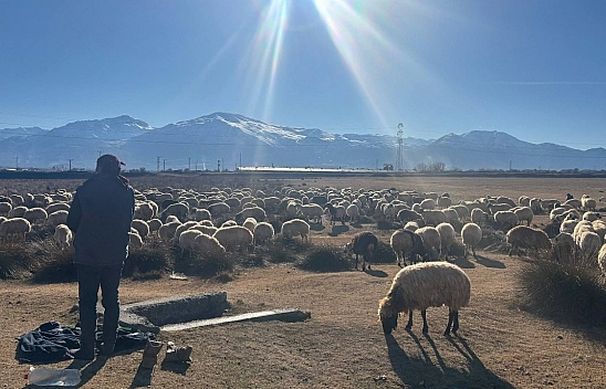 Aralık ayında bahar havası! Sürüler yeniden meraya çıkarıldı