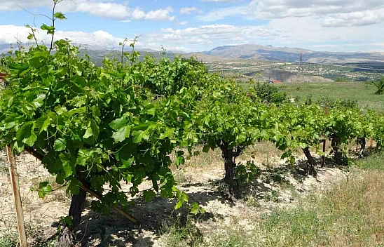 Malatya'da bağlardan üzüm değil, yaprak toplanıyor