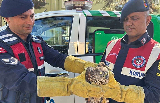 Malatya'da Yaralı Bulunan Kızıl Şahin Koruma Altına Alındı