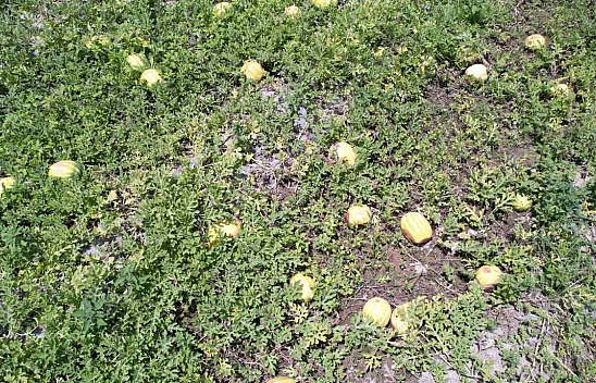 Sıcak hava üretimi olumsuz etkiledi