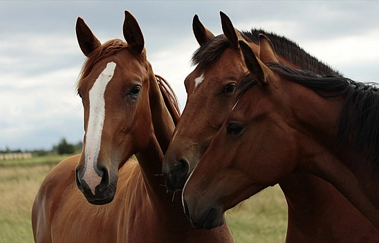 Atların Gizli Zekası Ortaya Çıktı! Atlar Öğrenmeye Çok Yatkın