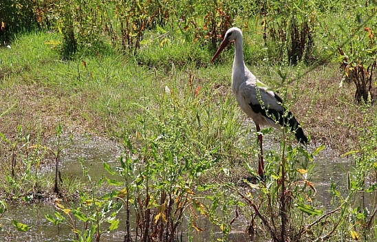 Yılın ilk leyleği geldi