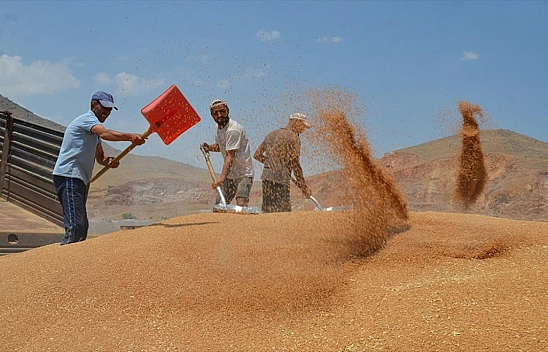 Bahar yağmurları rekolteyi artırdı