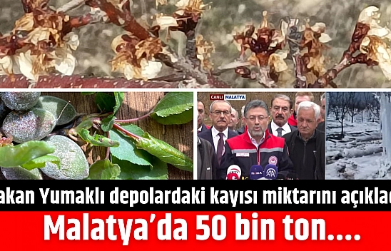 Bakan Malatya'daki kayısı miktarını açıkladı: 50 bin ton....