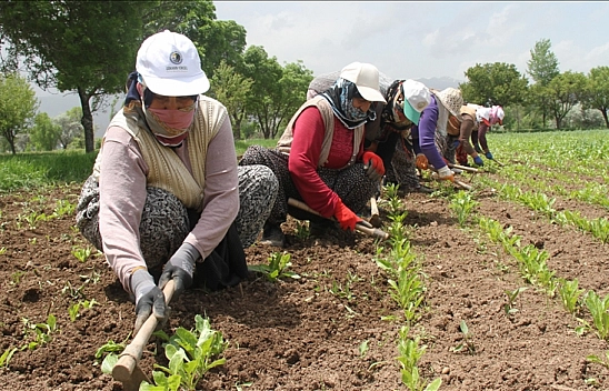 Bakanlık harekete geçti: Malatya'da üreticiye devlet desteği