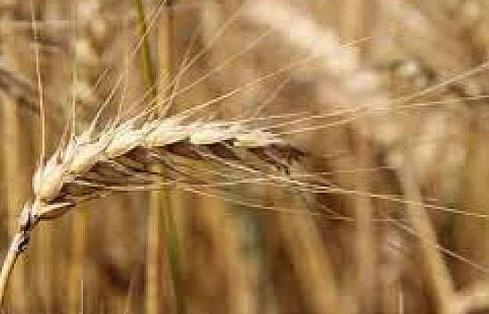 Bakanlık'tan 9 milyarlık ödeme! Bugün hesaplara yatırılıyor