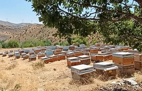 Bal sağımı başladı