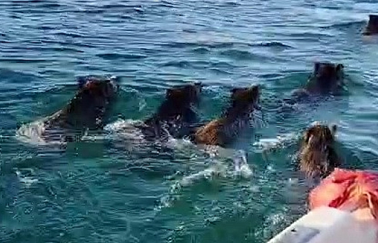 Balık tutmaya gitti, barajda domuz sürüsüyle karşılaştı