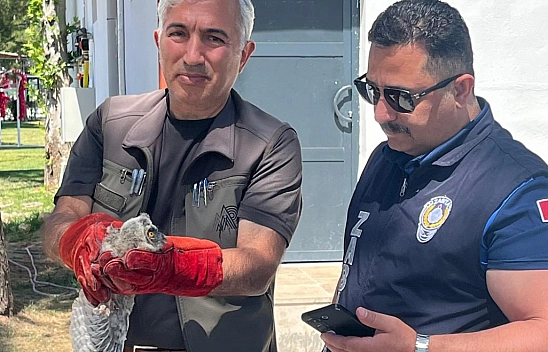 Battalgazi Belediyesi yavru baykuş için seferber oldu