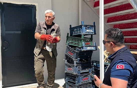 Malatya'da yavru baykuş için kurumlar seferber oldu