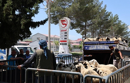 Besiciler kurbanlıklarını sevk etmeye başladı: Fiyatlar 32 bin TL'ye kadar çıkıyor