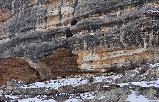 Malatya'da üreticiler hayvanlarını bin 600 rakımlık kayalıklara çıkardı