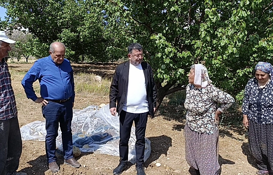 Binbir emekle toplanıp kurutulmaya bırakılmıştı... Veli Ağbaba açıkladı: 200 ton kayısı ziyan oldu