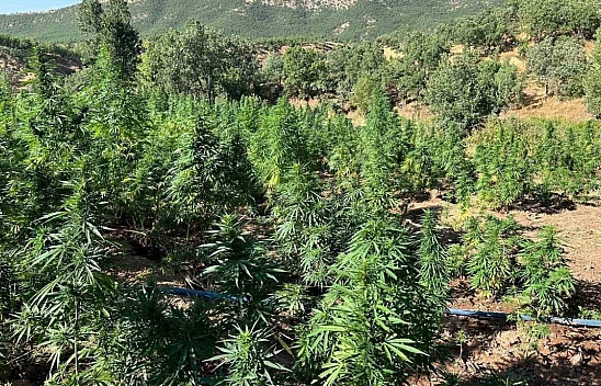 40 bin kök kenevir ele geçirildi