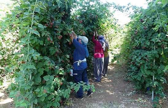 Malatya'da O Bahçe Turizm Cazibe Merkezi Oldu... Giren Çıkamıyor..!