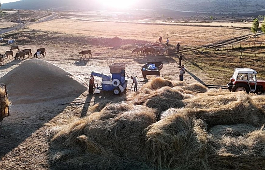 Buğday hasadının ardından patoz işlemleri başladı