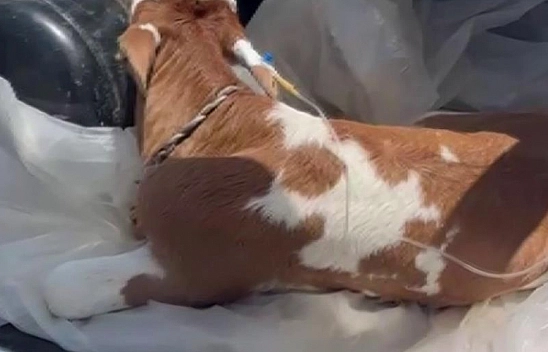 Buzağıyı kendi aracıyla veterinere yetiştirdi