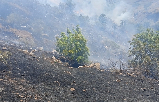 Çay ateşi ormanı yaktı