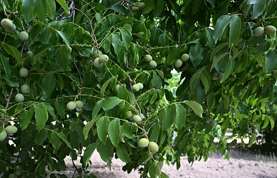 Ceviz hasadı başladı