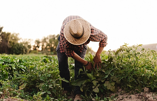 Çiftçi Sefalete Mahkûm Edildi