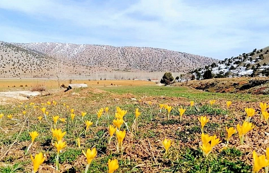 Çiğdem çiçekleri doğayı süsledi