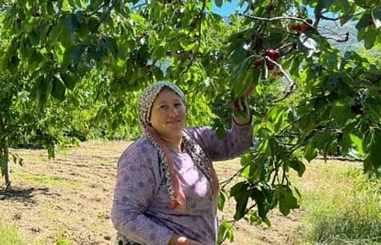 Çığşar kirazında hasat başladı
