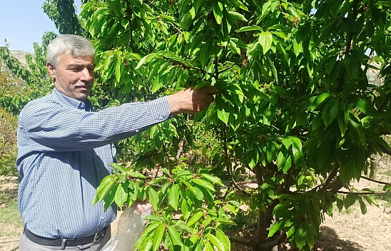 Coğrafi işaretle tescillenmişti. Malatya'da kilosu 350-400 tl'den satılıyor... Toplaması 1 buçuk, 2 saat sürüyor...