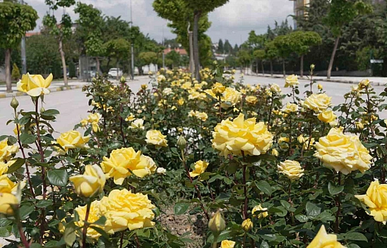 Çorum'u rengarenk güllerle donatıyorlar
