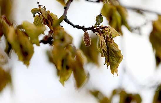 Malatya'da sigortası olmayan üreticiler müjde!! Zirai don ödemelerinin ne zaman yatırılacağı belli oldu