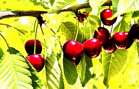 Malatya'da 2 Bin TL'ye Bile İşçi Bulamıyorlar!