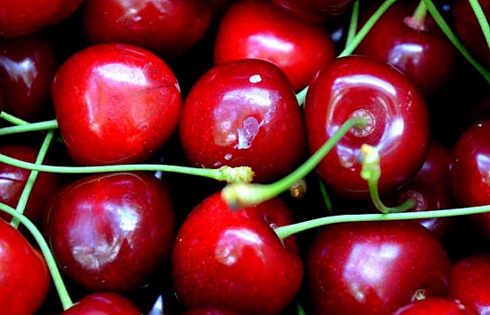 Dalbastı kirazında rekolte belli oldu!