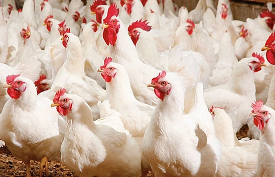 Deprem Raporu Açığa Çıktı: Malatya'da En Çok O Üreticiler Zarar Görmüş!