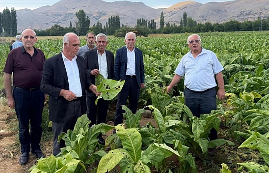 Dolu yağışı tütün üreticilerini vurdu