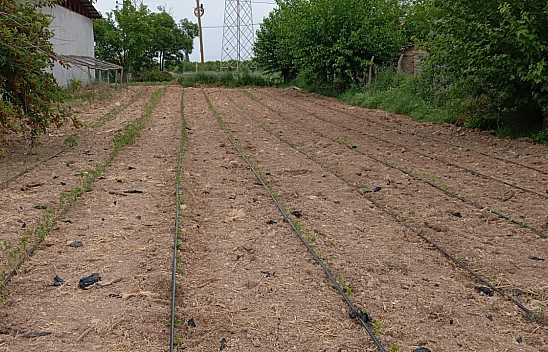 Domates, Biber, Patlıcan Yetiştiriyor..! Komşularını da Unutmuyor!