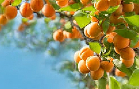 Don vurdu, ihracatçı kayısı oyununa girdi: Orta Asya Kayısısı Malatya diye satılacak!