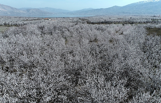 'Dünya kayısı başkenti' Malatya beyaz gelinliğini giydi