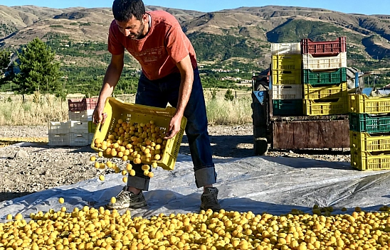 Malatya kayısısı 500 TL'den 250 TL'ye düştü Üretici 3-5 ihracatçının insafına mı kaldı?