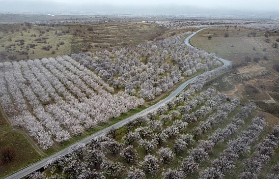 Dünyanın kayısı başkentinde çiçeklerin kokusu baş döndürdü!