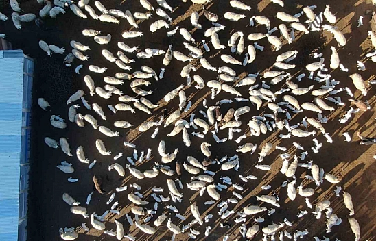 Elazığ'da koyun ve kuzuların coşkulu buluşması kameralarda