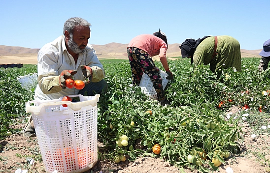 Elazığ'da Saat 7'de Çalışmaya Başlıyorlar. Kavurucu Sıcaklarla Mücadele Ediyorlar