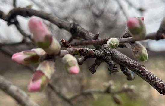 Elazığ'da ağaçlar çiçek açtı