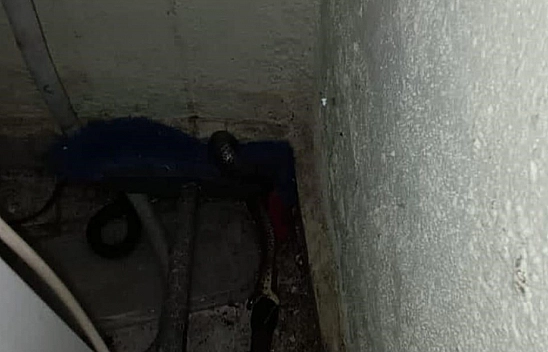 Eve giren yılanı itfaiye yakaladı