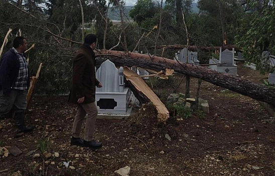 Fırtına da ağaçlar devrildi