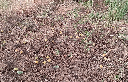 Fırtına Kayısıya Vurdu: Malatya'da Zarar Büyük!