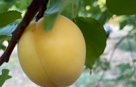 Fiyat Düşük, Ürün Bol! Malatya'da Üretici Hayal Kırıklığı Yaşıyor…