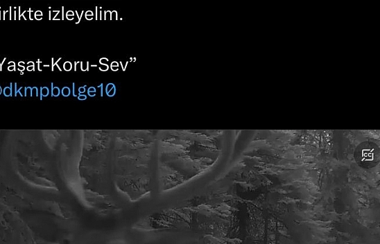 Yaban hayvanları uyum içinde