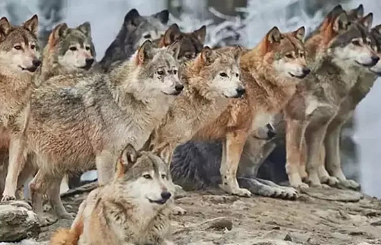 Galatasaraylılar Bulamadı, Peki Malatyalılar Bulabilecek Mİ? 7 Saniyede Bulabilen Var Mı?