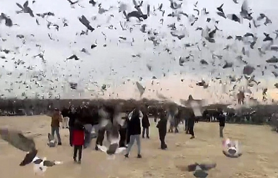 Gazze'deki için binlerce güvercin gökyüzüne bırakıldı