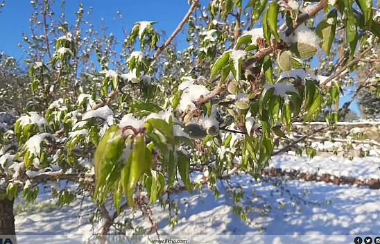 Malatya'da geçim kaynağına don darbesi: Kayısıda büyük kayıp