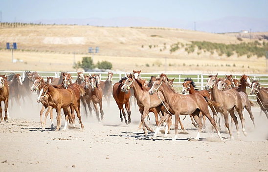 Geleceğin şampiyonları Malatya'da yetişiyor! 110 Safkan Arap tayı dünyaya geldi